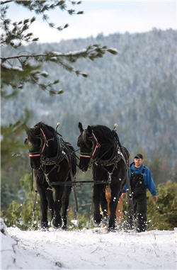 Highland Flats, Idaho, cedar-harvest